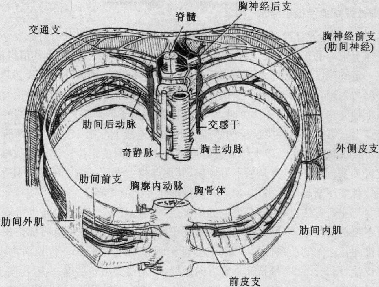第三節(jié) 胸背部神經(jīng)阻滯